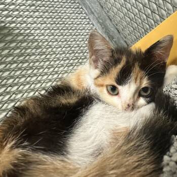 Jana -  American Shorthair Cat Available for Adoption in Guaynabo, Guaynabo - Jana | PetCurious