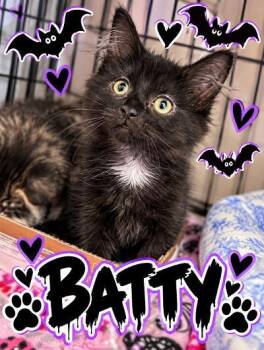 Batty -  Domestic Long Hair Cat for Adoption in Mokena, Illinois - Batty | PetCurious
