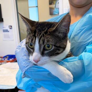 Domestic Short Hair Cats Available for Adoption in Nashville, Tennessee - Huck | PetCurious