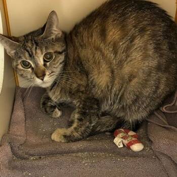 Pepper -  Domestic Short Hair Cat Available for Adoption in South Elgin, Illinois - Pepper | PetCurious