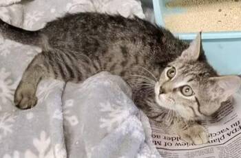 Panya -  Domestic Short Hair Cat for Adoption in Fort Worth, Texas - Panya | PetCurious