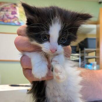Domestic Long Hair Cats Available for Adoption in Toledo, Ohio - Speck | PetCurious