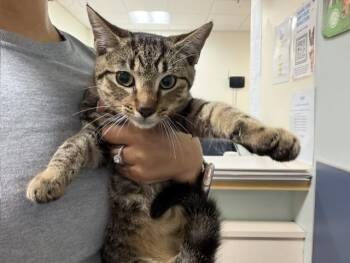 CHUCHI -  Domestic Short Hair Cat for Adoption in Doral, Florida - CHUCHI | PetCurious