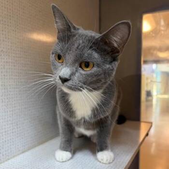Cribbage -  Domestic Short Hair Cat for Adoption in Richmond, Virginia - Cribbage | PetCurious