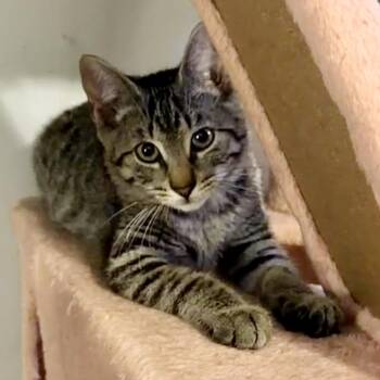Flareon -  Domestic Short Hair Cat for Adoption in Syracuse, New York - Flareon | PetCurious