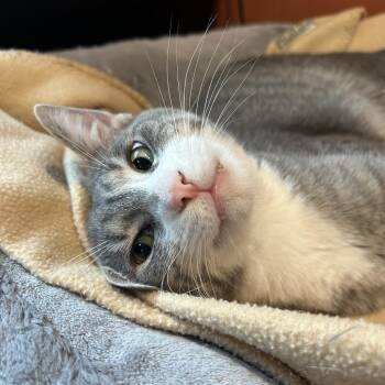 Bell Bond 55929 -  Domestic Short Hair Cat for Adoption in Eaton Rapids, Michigan - Bell Bond 55929 | PetCurious