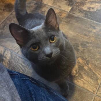 Tennessee -  Domestic Short Hair Cat for Adoption in Priest River, Idaho - Tennessee | PetCurious