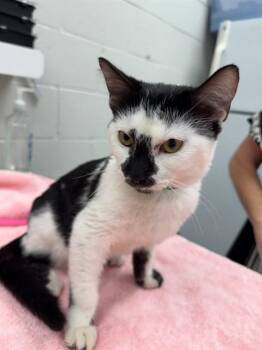 MOZAIC -  Domestic Short Hair Cat for Adoption in Peoria, Illinois - MOZAIC | PetCurious