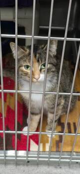 Rescue Domestic Short Hair Cats for Adoption in Virginia, Minnesota - Abilene | PetCurious