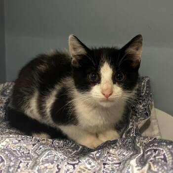 Bubbles -  Domestic Short Hair Cat for Adoption in Chattanooga, Tennessee - Bubbles | PetCurious