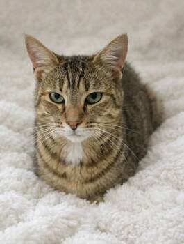 Lace -  Domestic Short Hair Cat Available for Adoption in Columbia, Tennessee - Lace | PetCurious