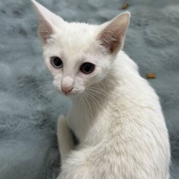 SCARLETT -  Domestic Short Hair Cat for Adoption in Wyandotte, Michigan - SCARLETT | PetCurious