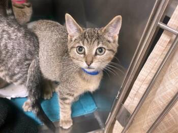 KARL -  Domestic Short Hair Cat for Adoption in Fort Wayne, Indiana - KARL | PetCurious