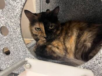 Domestic Short Hair Cats Available for Adoption in Colorado Springs, Colorado - SOKOTO | PetCurious