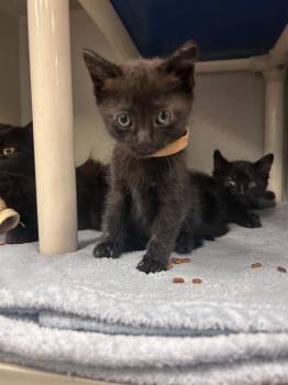 MOON -  Domestic Short Hair Cat for Adoption in Dallas, Texas - MOON | PetCurious