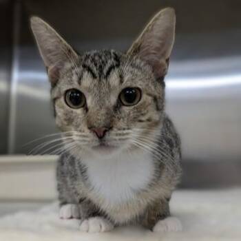 Domestic Short Hair Cats Available for Adoption in Columbia, Maryland - Chilly- #51195 | PetCurious