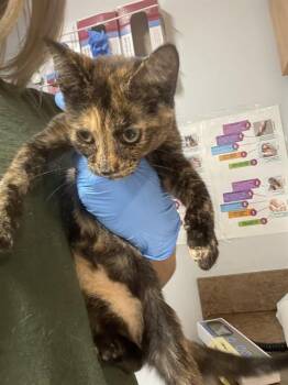 KENDRA -  Domestic Short Hair Cat for Adoption in Tallahassee, Florida - KENDRA | PetCurious