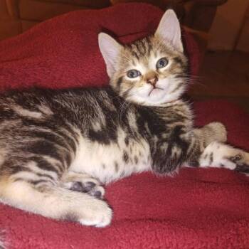 Decaf -orange -  Domestic Short Hair Cat for Adoption in Ferndale, Washington - Decaf -orange | PetCurious