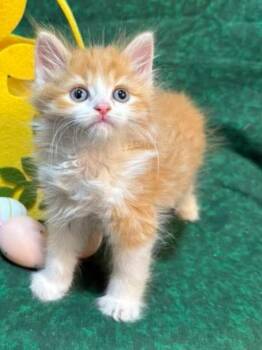 Domestic Medium Hair Cats Available for Adoption - Mickey Gannon | PetCurious