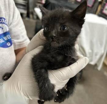 DARROW -  Domestic Short Hair Cat for Adoption in Pensacola, Florida - DARROW | PetCurious