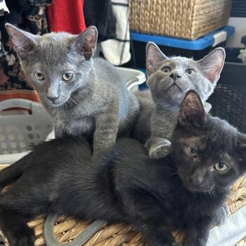 Zoloft -  Domestic Short Hair Cat for Adoption in Yucca Valley, California - Zoloft | PetCurious
