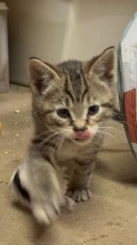 Kiki -  Domestic Short Hair Cat for Adoption in Fredericton, New Brunswick - Kiki | PetCurious