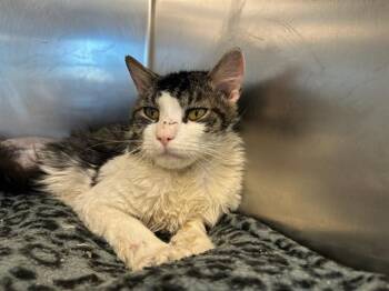 MECHA -  Domestic Medium Hair Cat for Adoption in Boston, Massachusetts - MECHA | PetCurious