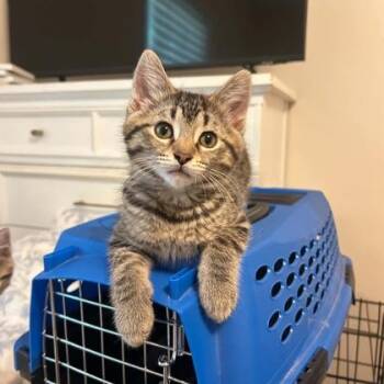 Ferb -  Domestic Short Hair Cat for Adoption in Janesville, Wisconsin - Ferb | PetCurious