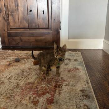 Rescue American Shorthair Cats for Adoption in Collinsville, Oklahoma - Grape | PetCurious