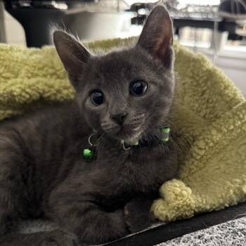 Charcoal -  Domestic Medium Hair Cat for Adoption in Westminster, California - Charcoal | PetCurious