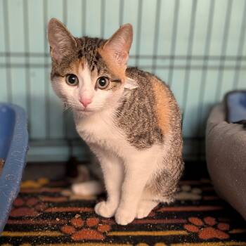 Rescue Domestic Short Hair Cats for Adoption - Scarlett | PetCurious