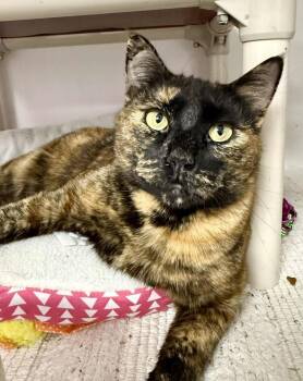 Rescue Manx Cats for Adoption in Belton, Missouri - Adria | PetCurious