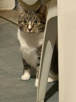 Domestic Short Hair Cats Available for Adoption - Mabel | PetCurious