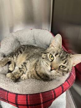 Tabby and Domestic Short Hair Cats Available for Adoption in Georgetown, Kentucky - Bacon | PetCurious