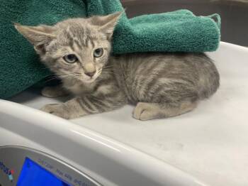 A1925542 -  Domestic Short Hair Cat for Adoption in Thousand Palms, California - A1925542 | PetCurious