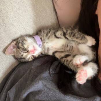 Specialty -  Domestic Short Hair Cat for Adoption in Normal, Illinois - Specialty | PetCurious