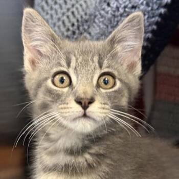 Teko -  Domestic Short Hair Cat for Adoption in Lansing, Michigan - Teko | PetCurious