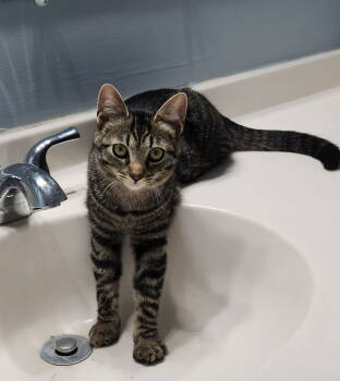 Rescue Domestic Short Hair Cats for Adoption in Herndon, Virginia - Ophelia (& Cassandra) Bonded | PetCurious