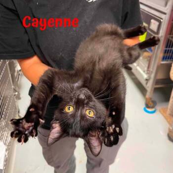 Cayenne -  Domestic Medium Hair Cat for Adoption in Oak Ridge, Tennessee - Cayenne | PetCurious