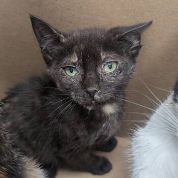 Rescue Domestic Short Hair Cats for Adoption in Houston, Texas - Clover | PetCurious