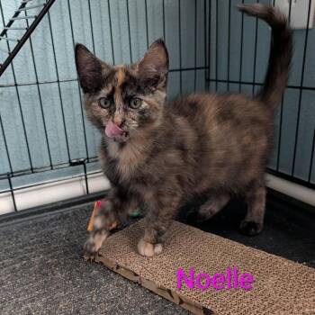 Noelle -  Domestic Short Hair Cat for Adoption in Carmel, Indiana - Noelle | PetCurious