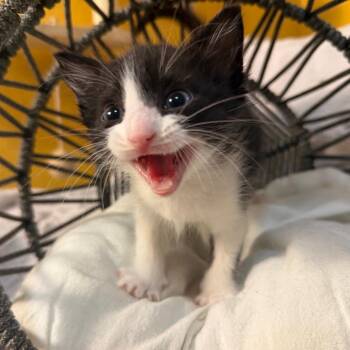 Mimi -  Domestic Short Hair Cat for Adoption in Lewisville, Texas - Mimi | PetCurious