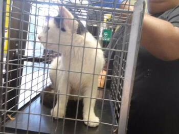 LINDA -  Domestic Medium Hair Cat for Adoption in Tulsa, Oklahoma - LINDA | PetCurious