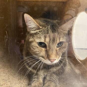 Lotus -  Domestic Short Hair Cat for Adoption in Reno, Nevada - Lotus | PetCurious