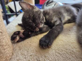 Gollum -  Domestic Short Hair Cat for Adoption in Columbia, Missouri - Gollum | PetCurious