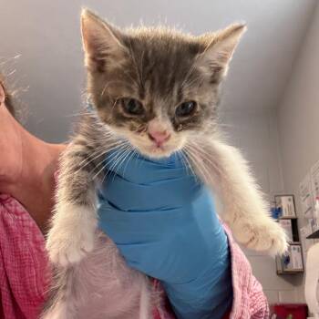 Oliver -  Domestic Short Hair Cat for Adoption in Talent, Oregon - Oliver | PetCurious