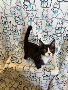 Rescue Domestic Short Hair Cats for Adoption in Newberg, Oregon - Oscar | PetCurious