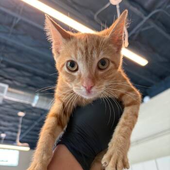 Tang -  Domestic Short Hair Cat for Adoption in Huntington, West Virginia - Tang | PetCurious