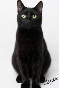 Domestic Short Hair Cats Available for Adoption - Clyde | PetCurious
