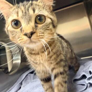 Domestic Short Hair Cats Available for Adoption - Rhubarb | PetCurious